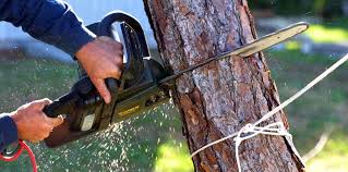 Best Lawn Maintenance Plans  in Woodbury, TN