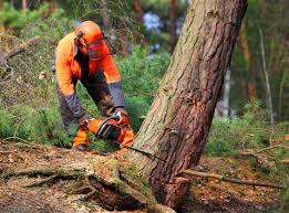 Best Lawn Drainage Solutions  in Woodbury, TN