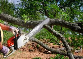 Best Grass Overseeding  in Woodbury, TN