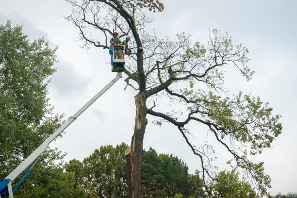 Woodbury, TN Tree Removal Pros
