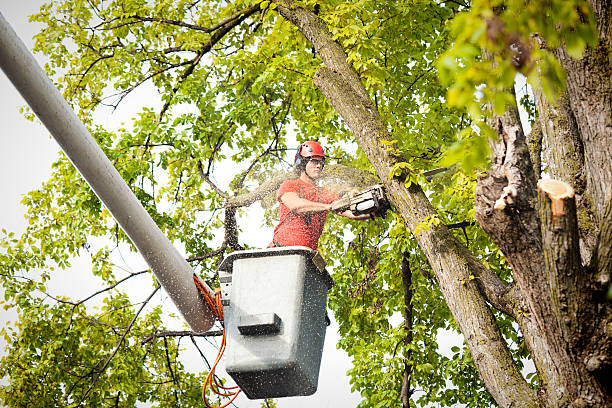 Best Tree Mulching  in Woodbury, TN