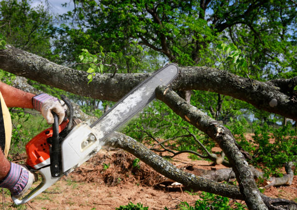 Best Storm Damage Tree Cleanup  in Woodbury, TN